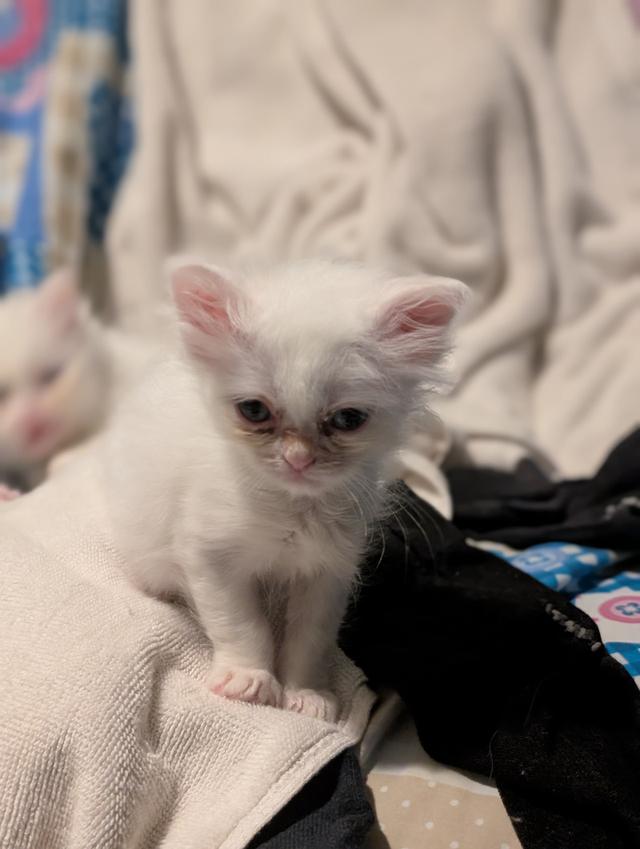 Doll face Persian