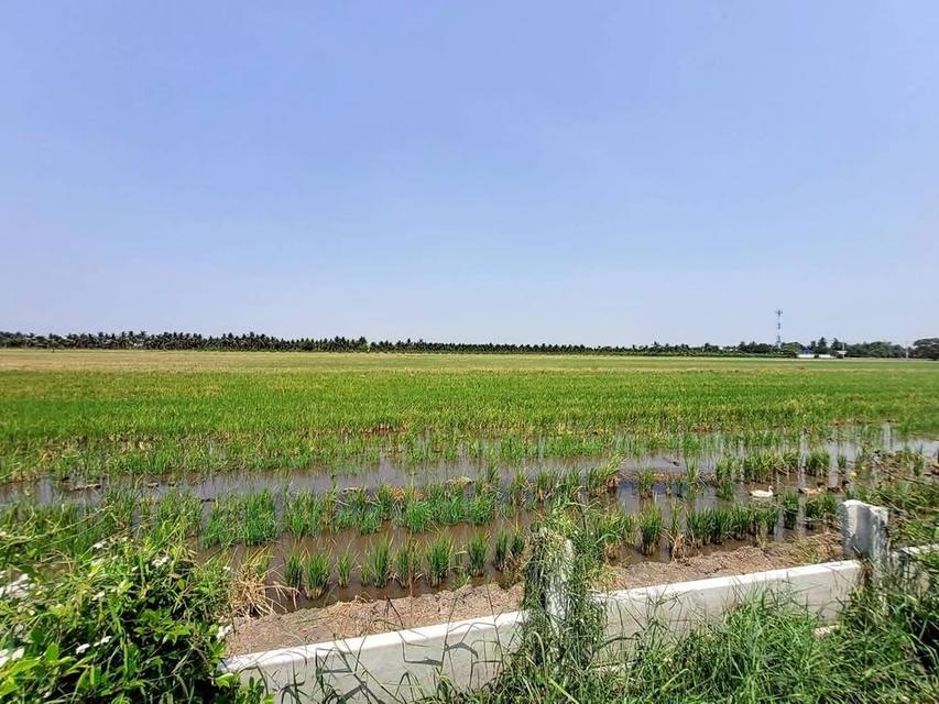 ขายด่วน ที่ดินตรงข้ามองค์การบริหารตำบลบ่อเงิน 40 ตารางวา ถนนสาธารณะ ถมแล้ว ต.บ่อเงิน อ.ลาดหลุมแก้ว จ.ปทุมธานี 6