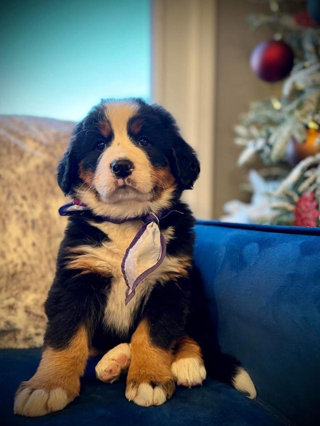 ลูกสุนัข Bernese Mountain Dog เด็กหญิง 3