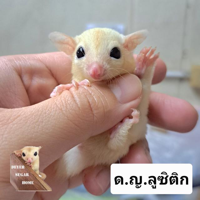 ชูการ์ไกลเดอร์ 5