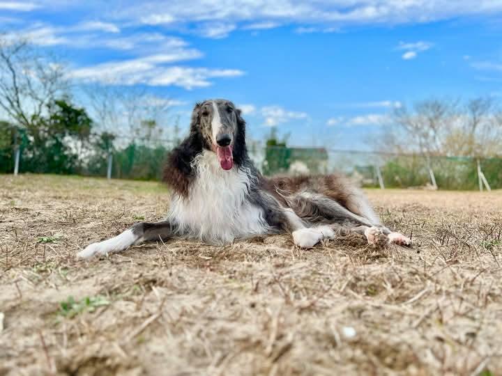 Borzoi ขนยาวสวย 2