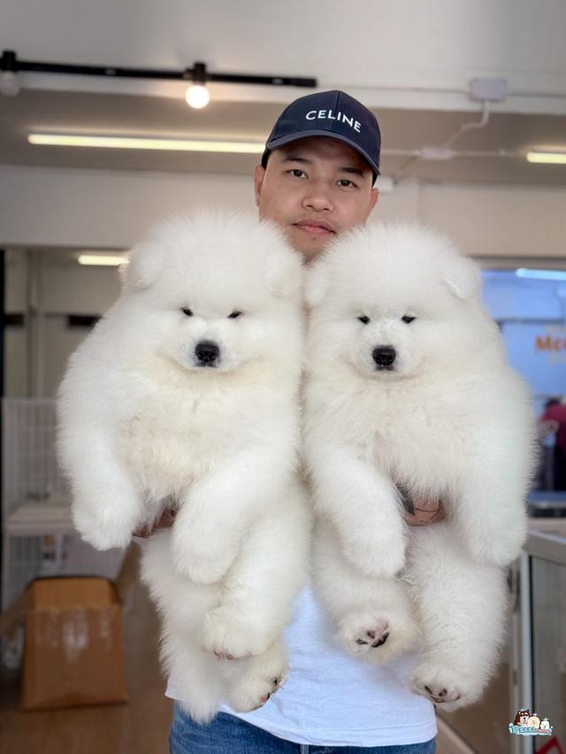 น้องซามอยด์ นำเข้าจากประเทศจีน