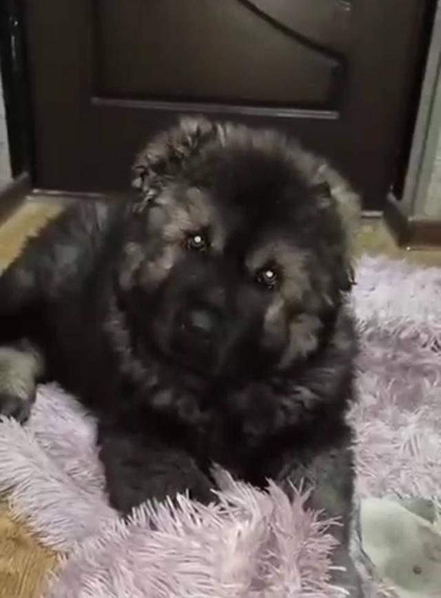 เปิดจองพรีออเดอร์น้องหมาคอเคเซียน เชพเพิร์ด Caucasian Shepherd ลูกนอกนำเข้าจากประเทศอุเบสกีสถาน รูปย่อยที่ 2