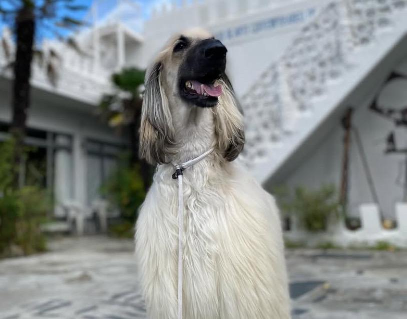 น้องหมาพันธุ์ Afghan Hound เพศผู้ 2