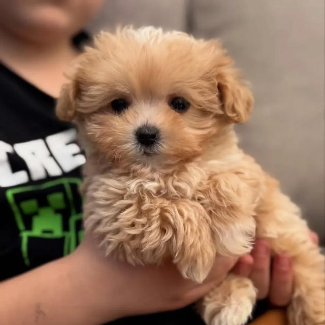 Maltipoo Puppies | WhatsApp me : +66 63 826 3042 รูปที่ 2