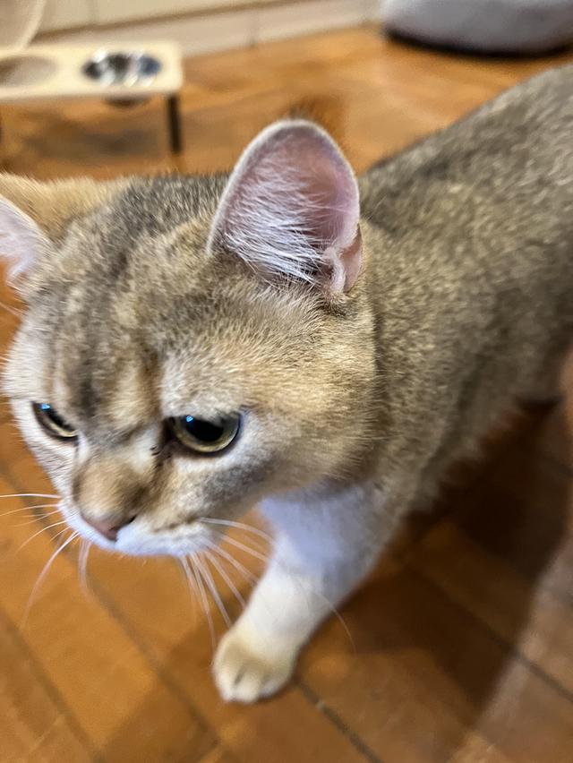 British Shorthair ชาย 7 เดือน ย้ายที่อยู่ต้องขายต่อครับ