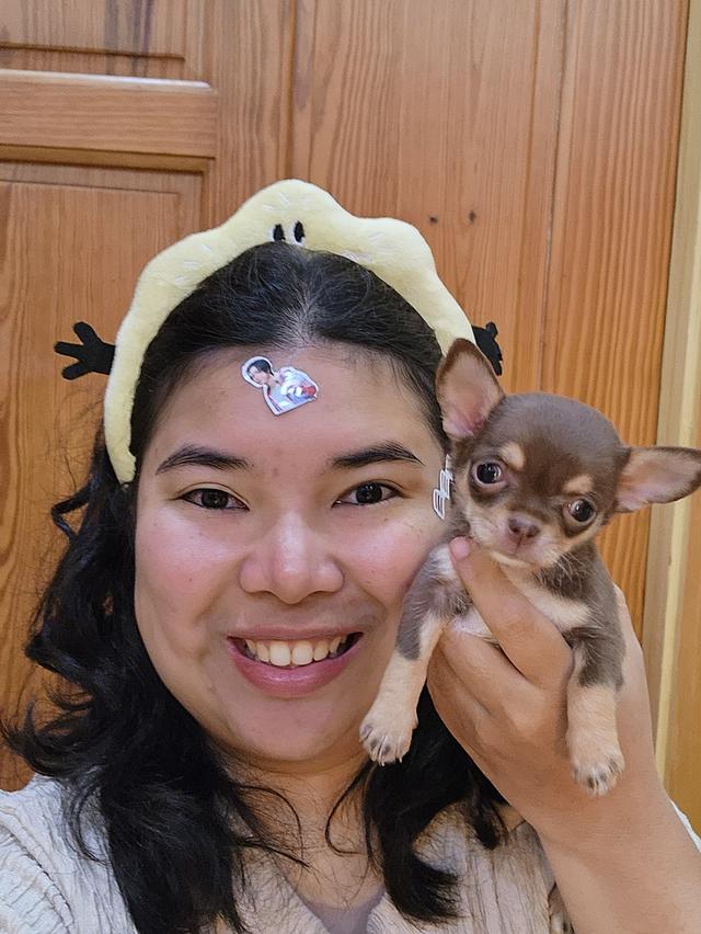 ชิวาวา ทีคัพ สีช๊อก ผู้หญิง อ้อนๆค่า วัคซีนแล้วสุขภาพแข็งแรงค่า 😊 รูปที่ 8