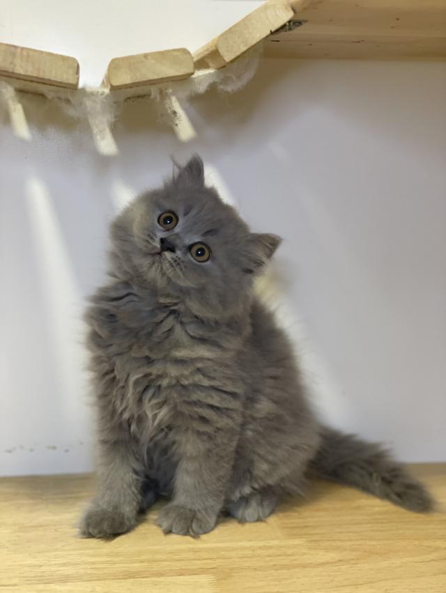 ลูกแมวมันช์กิ้น ขายาว รูปที่ 7