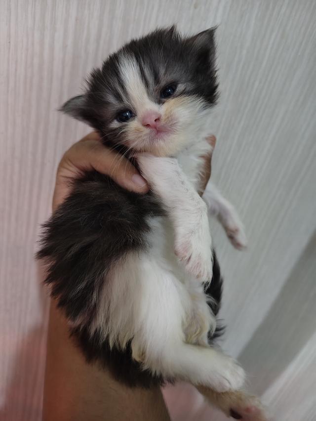 แมวเปอร์เซียแท้เพศชาย  6