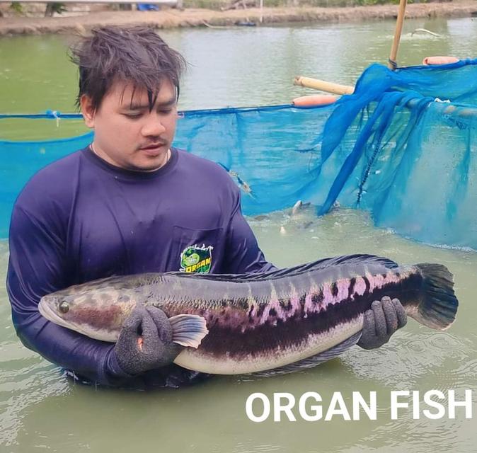 จำหน่าย ปลาใหญ่ ปลาแปลก แบบมีชีวิต 11