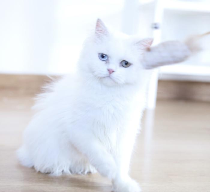 ขายแมวเปอร์เซียตาสองสีน่ารัก รูปที่ 13