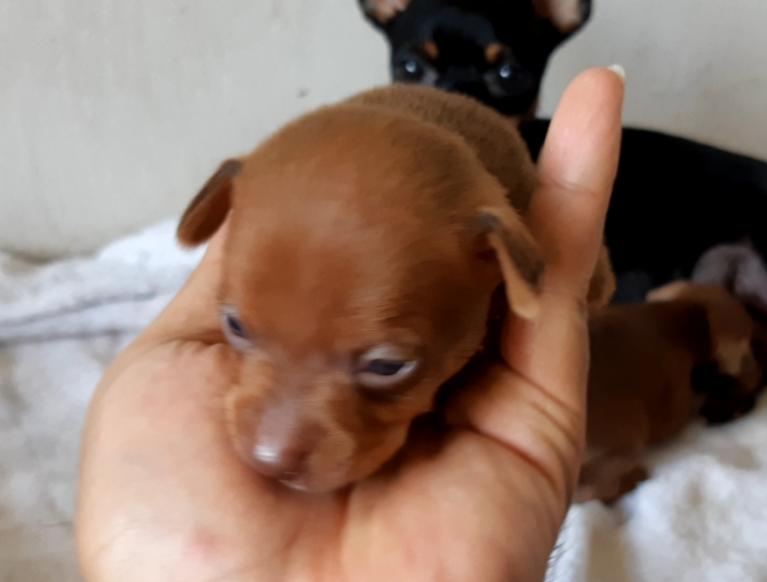 ขาย Miniature Pinscher ลูกหมาน้อย 3