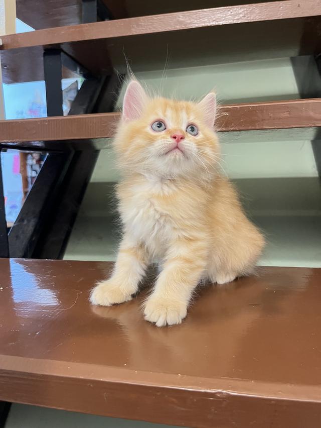 แมวเปอร์เซีย สีส้ม สีครีมเสือ แท้