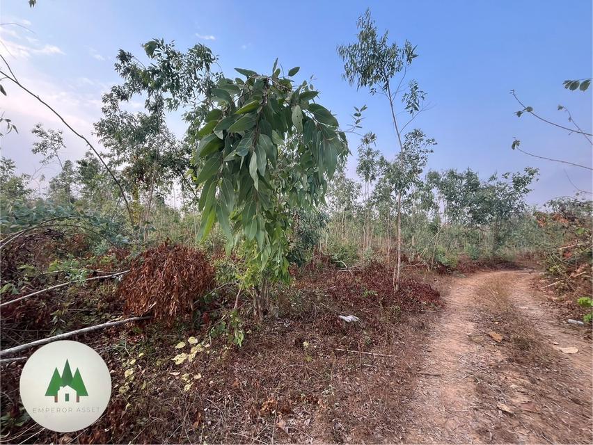 ขายที่ดิน  ตำบลอ่างหินและทุ่งหลวง อำเภอปากท่อ  จังหวัดราชบุรี 11