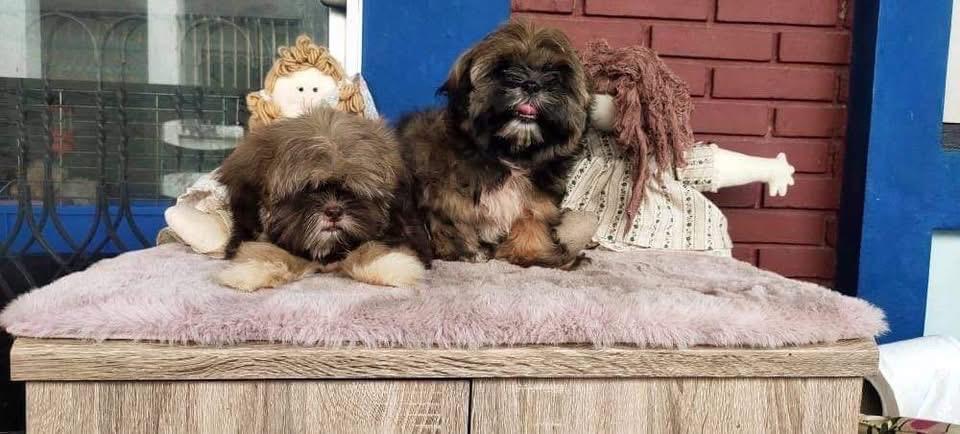 ลูกสุนัข Lhasa Apso