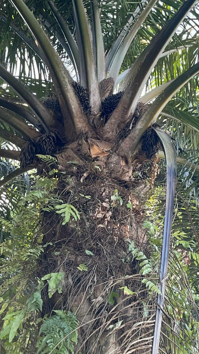 ขายที่ดินสวนปาล์มน้ำมัน 9