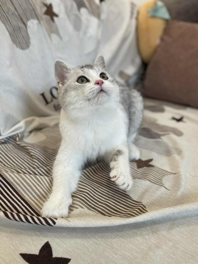 สาวสก็อตติชแท้