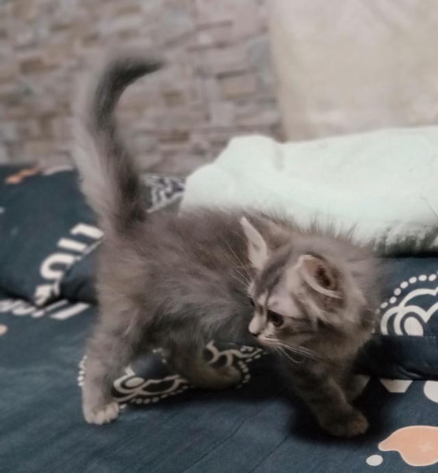 ลูกแมวพันธุ์ 3ตัว 6