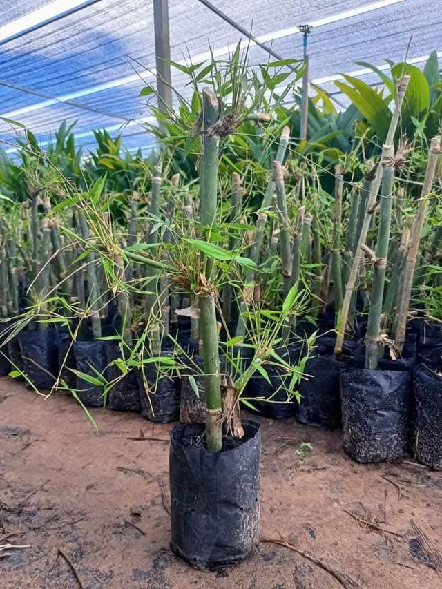 ต้นพันธุ์ไผ่บงหวาน 100 บาท