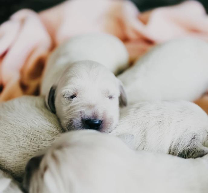 เปิดจองลูกสุนัขสีขาวล้วน White Golden Retriever 4