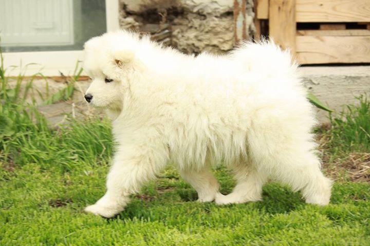 Samoyed puppies For Sale