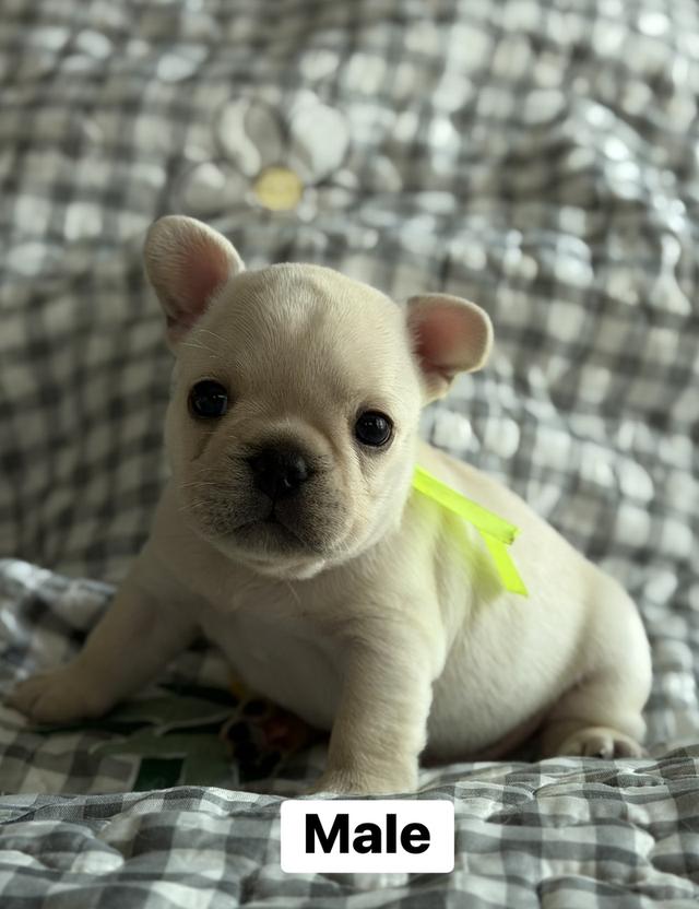 ลูกสุนัขเฟร้นบลูด็อก รูปที่ 3