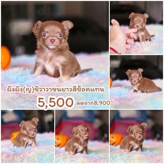 Chihuahua ชิวาวาขนยาวสีช็อคไซส์ทีคัพ