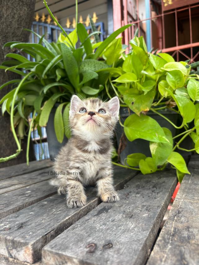 สก็อตติช💯