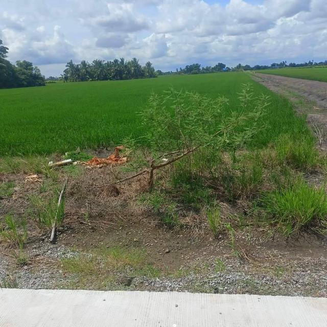 ขายที่ดินบางกะไห แปดริ้ว 6 ไร่ ติดคลองติดถนนคอนกรีตหลังวัดแพรกนกเอี้ยง ใกล้ถ.ฉช.2004 -900เมตร เมืองฉะเชิงเทรา