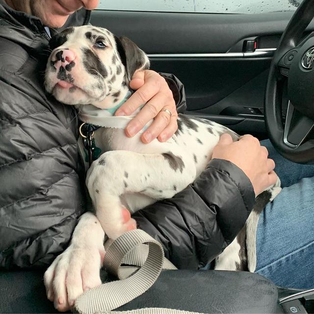 Great Dane Puppies WhatsApp me : +66 63 826 3042