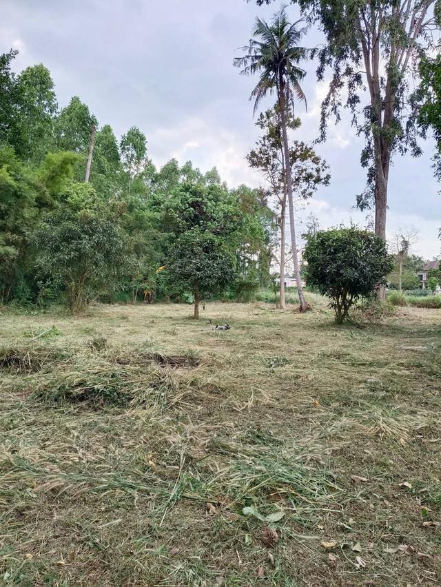 ขายที่ดินเปล่า ห้วยยายจีน  ห้วยใหญ่ ชลบุรี (เจ้าของขายเอง) 5