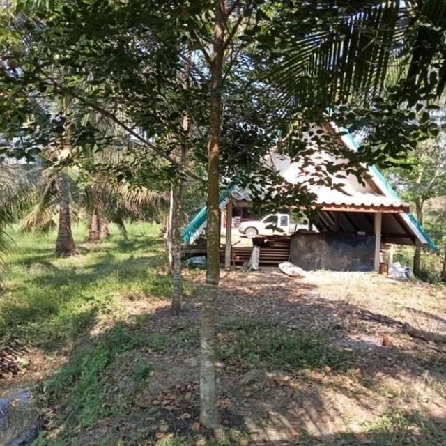 ขายที่ดิน สวนมะพร้าว  12-2-7.9 ไร่ อ.ปากพนัง จ.นครศรีธรรมราช *เก็บผลผลิตได้เลย* 3