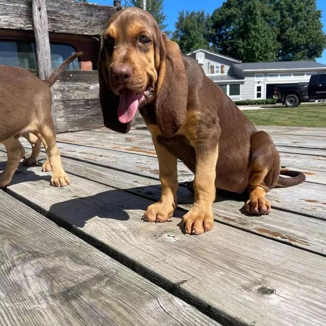 Healthy Blood hound puppies รูปที่ 3
