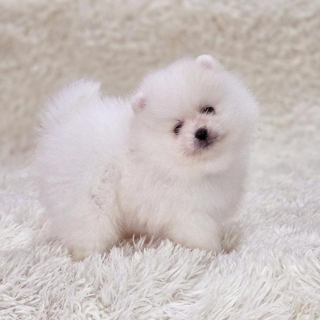 น้องสโนว์ปอมขาวหน้าหมีสุดหล่อ