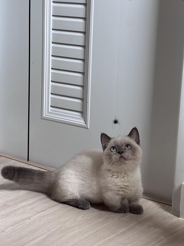 munchkin cat bluepoint