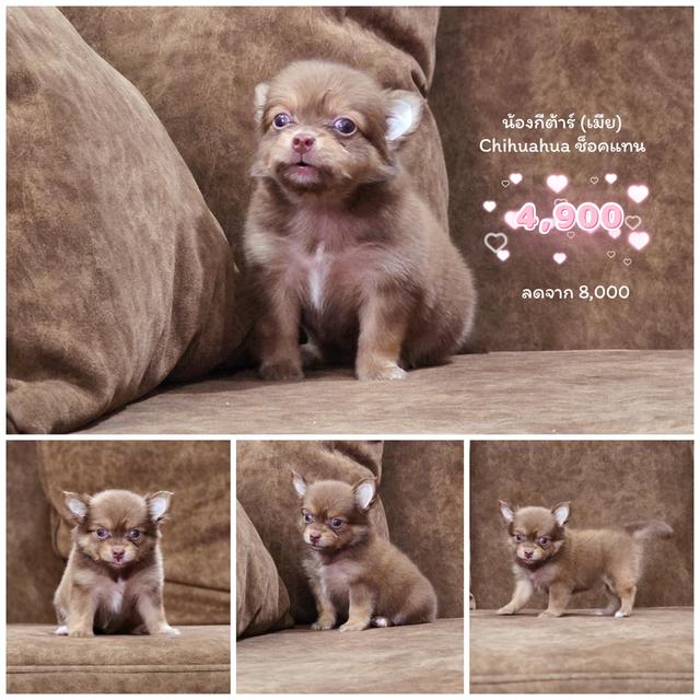 Chihuahuaชิวาวาพันธุ์แท้