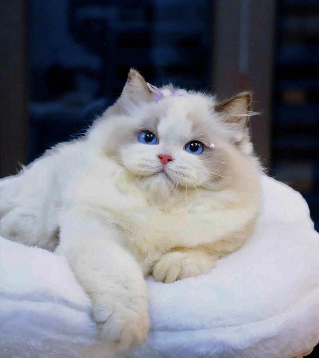 แมวแร็กดอล เด็กผู้หญิง3เดือนผ่อนได้ รูปที่ 5