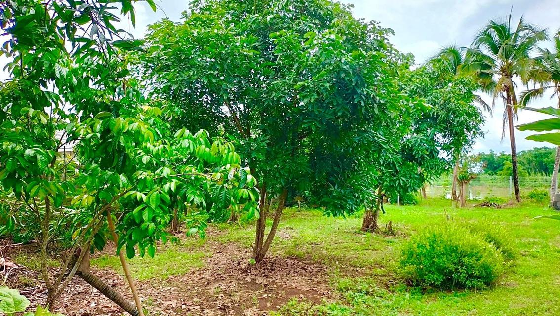 ขายบ้านพร้อมที่ดินสวยๆ ทำเลดี ใกล้จุดสำคัญหลายๆที่ 13