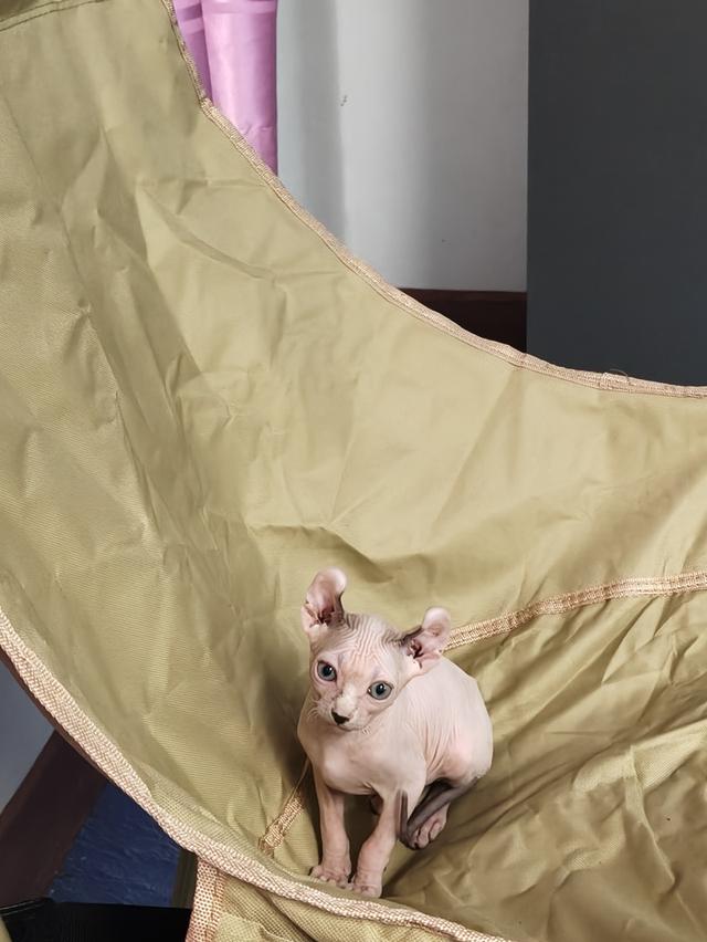 ดช.สฟิงซ์เอลฟ์หูพลิก รูปที่ 5