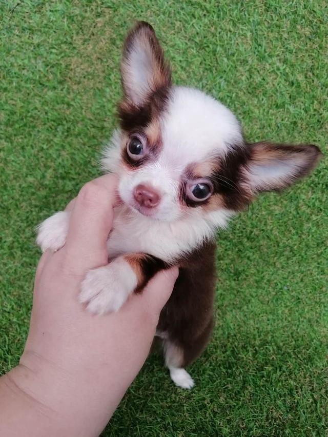 ชิวาว่าแท้ขนยาวสีช็อค ชาย 11