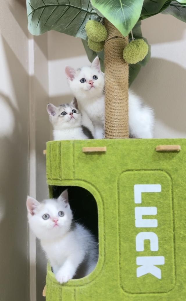 ลูกแมวสก๊อตติชโฟลด์👧🏻👶🏻