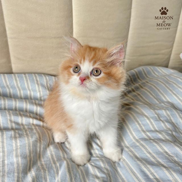 ❌ได้บ้านแล้ว เปอร์เซียส้มขาว ดช/ดญ 9