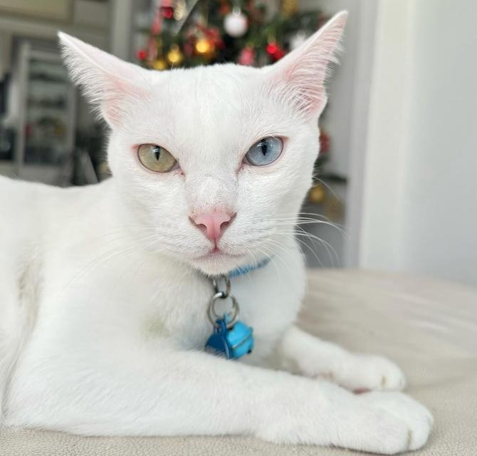 แมวขาวมณีตาสองสี สุดน่ารัก 1