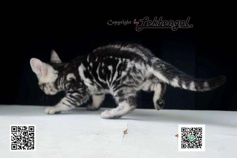 ลูกแมวอเมริกันชอตแฮร์สวยมากๆ สีซิลเวอร์ลายมาเบิ้ลดำเข้ม พันธุ์แท้ เพศเมีย รูปที่ 4