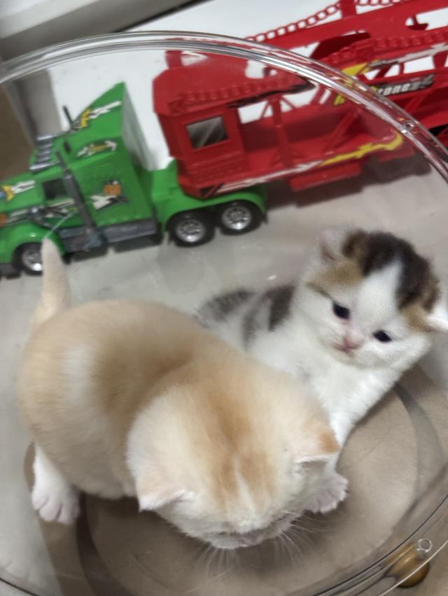 แมวบริติช British shorthair 11