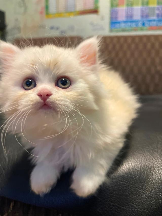 แมวขาวปนส้มนิดหน่อย-(boy)เกิด13/10/68 11