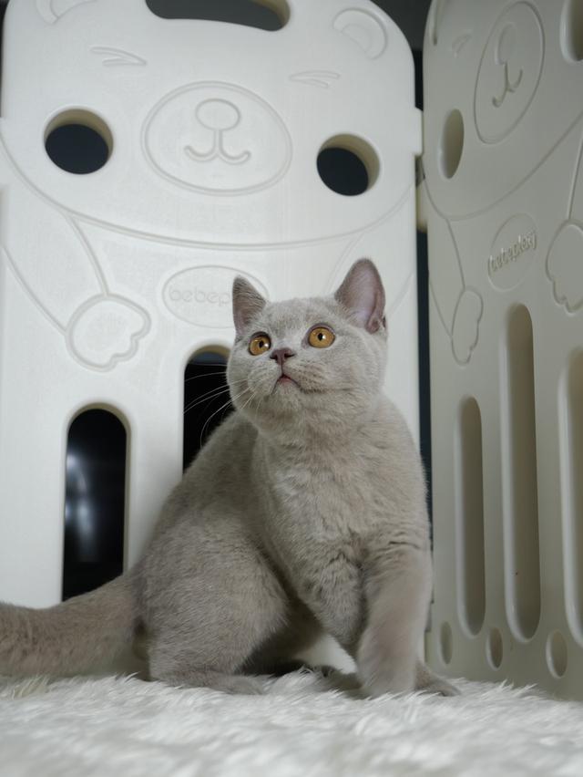 น้องแมวบริติชช๊อตแฮร์ เพศหญิงสีไลแลค
