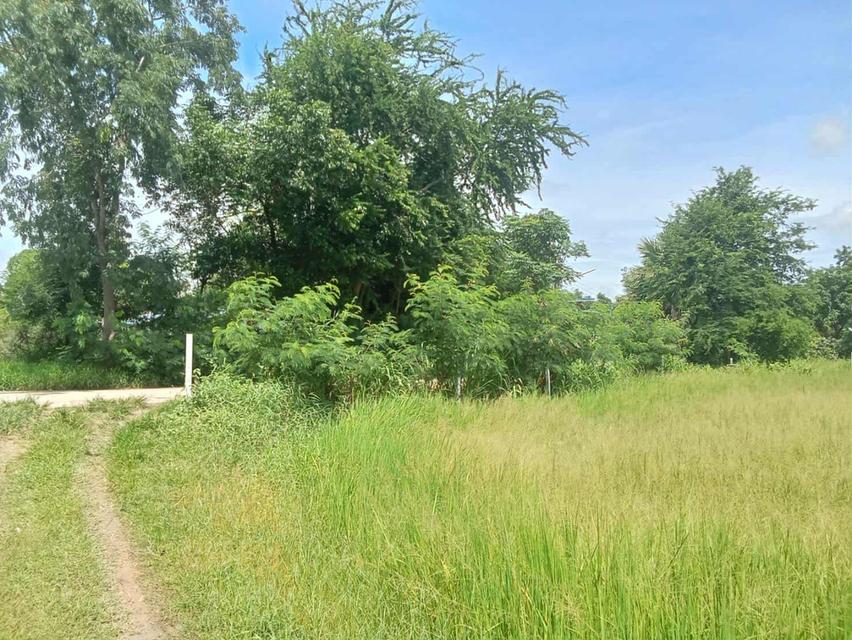 ที่ดินอ.ด่านขุนทดจังหวัดนครราชสีมา 15 ไร่ 2 งาน 39 ตรว ไร่ละ 300,000 3