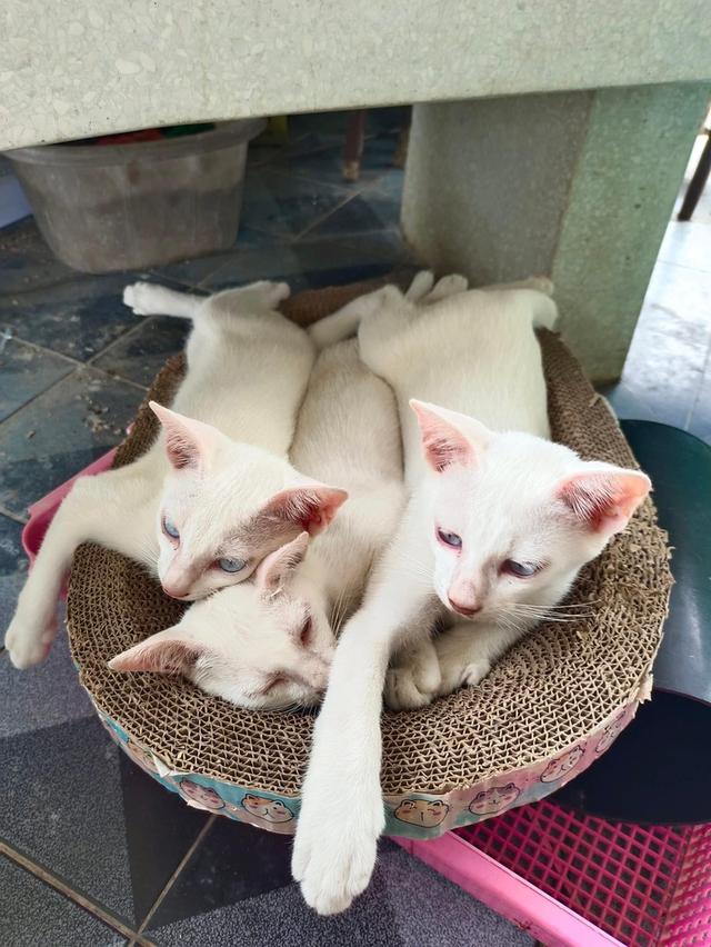 🐈🐈🐈 ขายแมวขาวมณี 3 ตัว 🐈🐈🐈ขวา1.ชายตาฟ้า 2