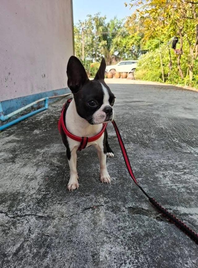 ลูกสุนัข Boston Terrier ราคาน่ารัก